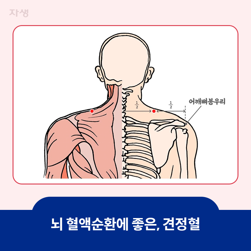 뇌 혈액순환에 좋은 견정혈 자리를 표시한 이미지